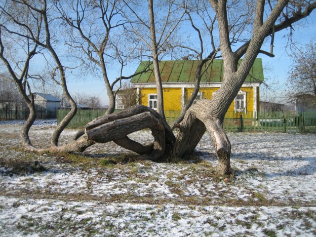 Photograph